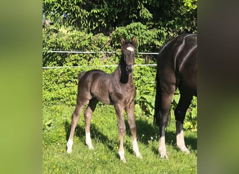 Oldenburg, Stallion, , 16,3 hh, Black