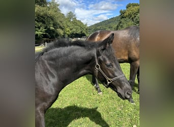 Oldenburg, Stallion, Foal (05/2025), 16,3 hh, Black
