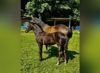 Oldenburg, Stallion, Foal (05/2025), 16,3 hh, Black