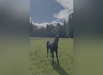 Oldenburg, Stallion, Foal (05/2025), 16,3 hh, Black
