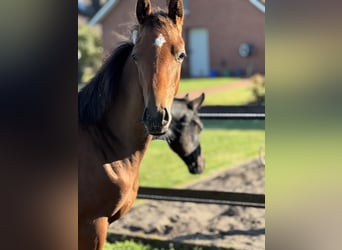 Oldenburg, Stallion, Foal (03/2025), 16,3 hh, Brown