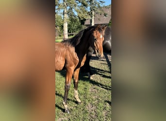 Oldenburg, Stallion, Foal (03/2025), 16,3 hh, Brown