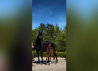 Oldenburg, Stallion, Foal (04/2025), 16,3 hh, Brown