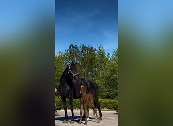 Oldenburg, Stallion, Foal (04/2025), 16,3 hh, Brown
