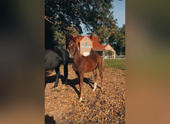 Oldenburg, Stallion, Foal (05/2025), 16,3 hh, Chestnut
