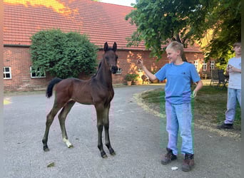 Oldenburg, Stallion, , 17 hh, Bay-Dark
