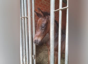 Oldenburg, Stallion, , 17 hh, Bay-Dark