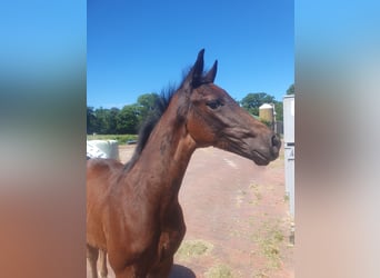 Oldenburg, Stallion, , 17 hh, Bay-Dark