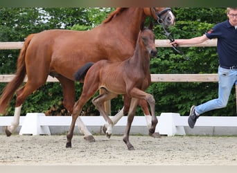 Oldenburg, Stallion, , 17 hh, Bay-Dark
