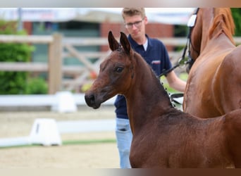 Oldenburg, Stallion, , 17 hh, Bay-Dark