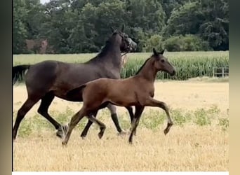 Oldenburg, Stallion, Foal (04/2026), 17 hh, Bay-Dark