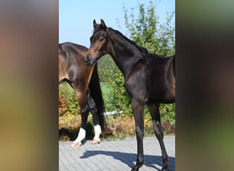 Oldenburg, Stallion, Foal (03/2024), 17 hh, Bay-Dark