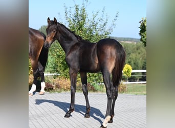 Oldenburg, Stallion, Foal (03/2024), 17 hh, Bay-Dark