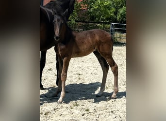 Oldenburg, Stallion, Foal (06/2026), 17 hh, Black