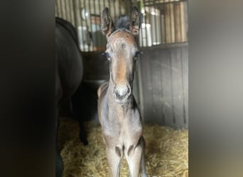 Oldenburg, Stallion, Foal (06/2026), 17 hh, Black