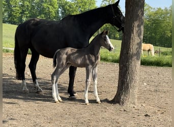 Oldenburg, Stallion, , 17 hh, Black