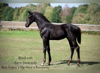 Oldenburg, Stallion, Foal (06/2025), 17 hh, Black