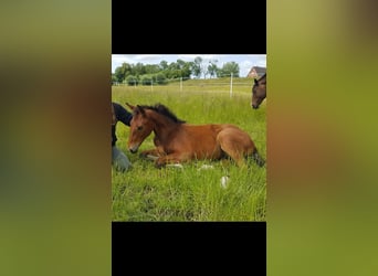 Oldenburg, Stallion, Foal (02/2025), 17 hh, Brown
