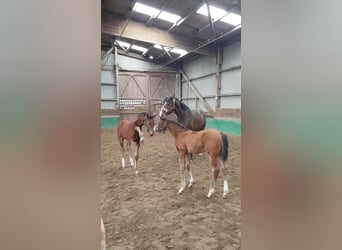 Oldenburg, Stallion, Foal (02/2025), 17 hh, Brown