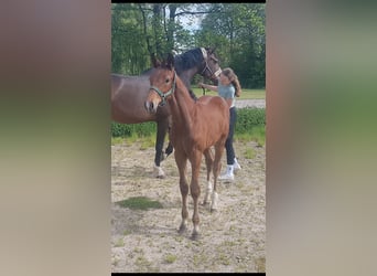 Oldenburg, Stallion, Foal (02/2025), 17 hh, Brown