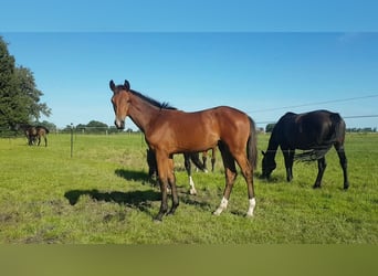 Oldenburg, Stallion, Foal (02/2025), 17 hh, Brown