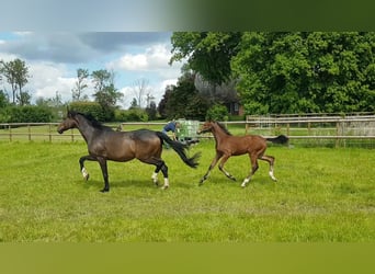 Oldenburg, Stallion, Foal (02/2025), 17 hh, Brown