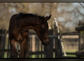 Oldenburg, Stallion, , 17 hh, Brown