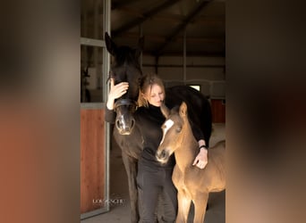 Oldenburg, Stallion, Foal (04/2026), 17 hh, Buckskin