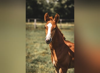 Oldenburg, Stallion, , 17 hh, Chestnut