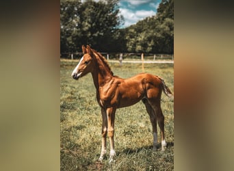 Oldenburg, Stallion, , 17 hh, Chestnut