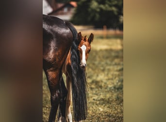 Oldenburg, Stallion, , 17 hh, Chestnut