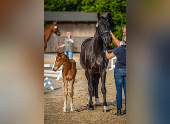 Oldenburg, Stallion, , 17 hh, Chestnut