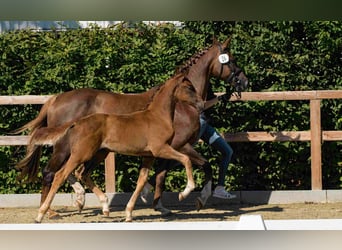 Oldenburg, Stallion, Foal (01/2024), 17 hh, Chestnut