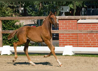 Oldenburg, Stallion, Foal (01/2024), 17 hh, Chestnut