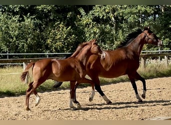 Oldenburg, Stallion, Foal (03/2025), 17 hh, Chestnut