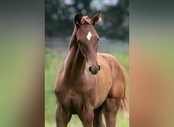 Oldenburg, Stallion, Foal (04/2024), 17 hh, Chestnut