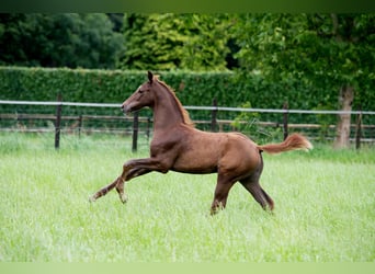 Oldenburg, Stallion, Foal (04/2024), 17 hh, Chestnut