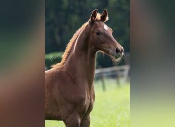 Oldenburg, Stallion, Foal (04/2024), 17 hh, Chestnut