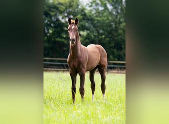 Oldenburg, Stallion, Foal (04/2024), 17 hh, Chestnut