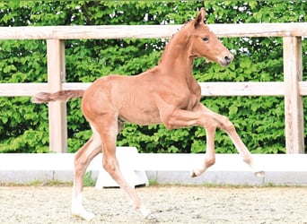 Oldenburg, Stallion, Foal (03/2026), 17 hh, Chestnut-Red