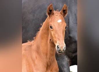 Oldenburg, Stallion, Foal (03/2026), 17 hh, Chestnut-Red