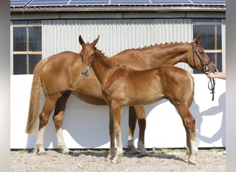 Oldenburg, Stallion, Foal (03/2024), 17 hh, Chestnut-Red