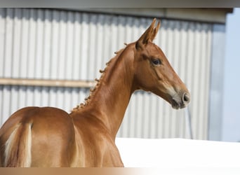 Oldenburg, Stallion, Foal (03/2024), 17 hh, Chestnut-Red