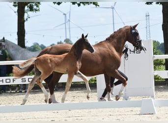 Oldenburg, Stallion, Foal (05/2026), 17 hh