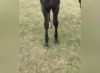 Oldenburg, Stallion, Foal (01/2025), 17 hh