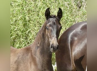 Oldenburg, Stallion, Foal (01/2025), 17 hh