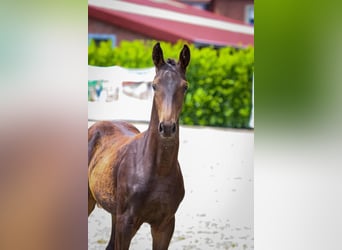 Oldenburg, Stallion, Foal (03/2024), 17 hh, Smoky-Black