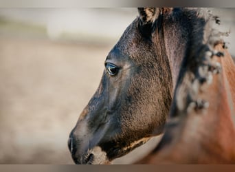 Oldenburg, Stallion, Foal (04/2024), 17 hh, Smoky-Black