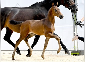 Oldenburg, Stallion, Foal (06/2025), Bay-Dark