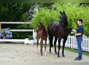 Oldenburg, Stallion, Foal (06/2024), Bay-Dark